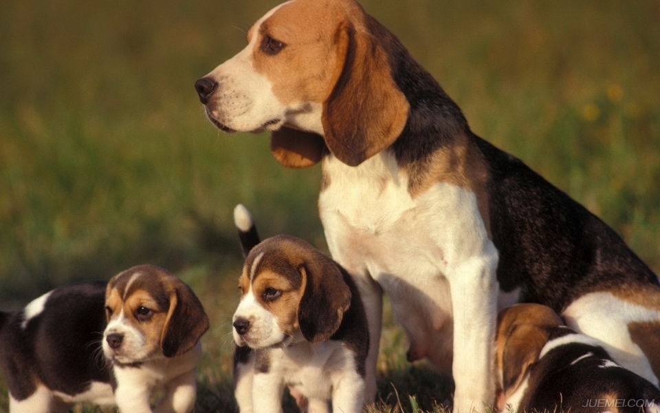 温顺的犬种比格犬,比格犬算是什么犬种