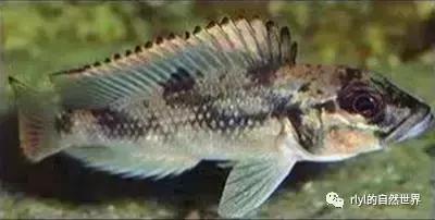 「鱼标本戏说非洲慈鲷」第二章：威严庄重的坦湖酋长——大型炮弹