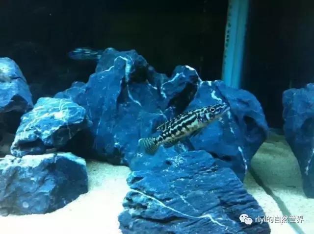 「鱼标本戏说非洲慈鲷」第二章:威严庄重的坦湖酋长——大型炮弹