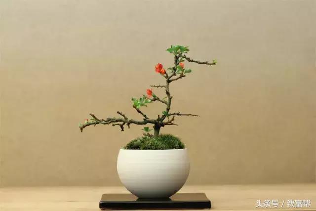 卖小微盆景的利润,微盆景价格一览表