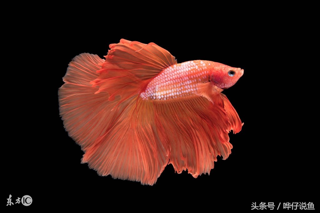 老百姓春节前买鱼三原则！哗仔让你知道什么是真正的“年年有鱼”