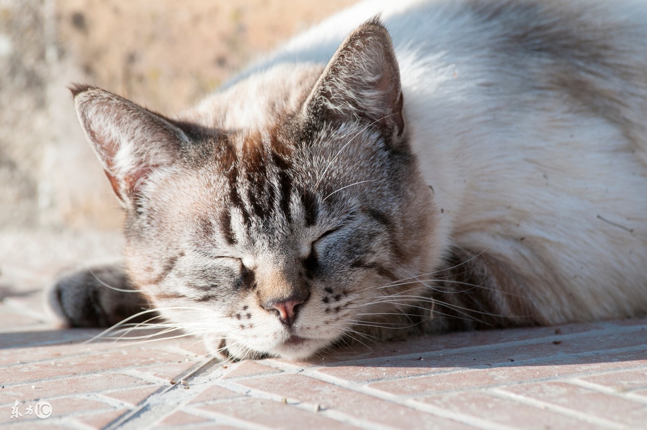 猫咪掉毛粘的衣服到处都是怎么办,猫咪掉毛严重这6招轻松解决问题