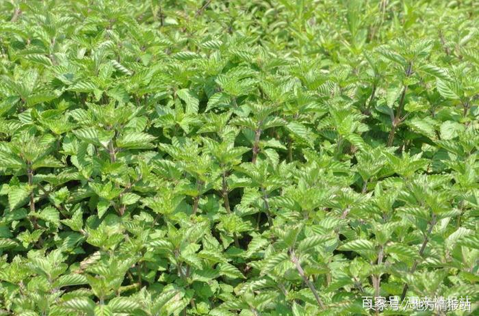 潮汕人小时候一定听过的童谣,潮汕人小时候经常听到的声音