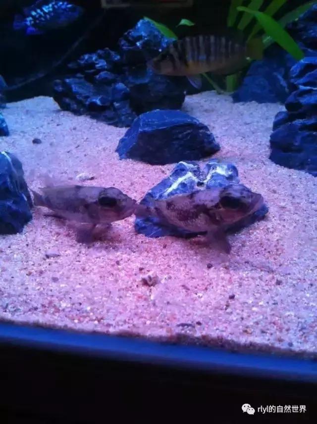 「鱼标本戏说非洲慈鲷」第二章:威严庄重的坦湖酋长——大型炮弹