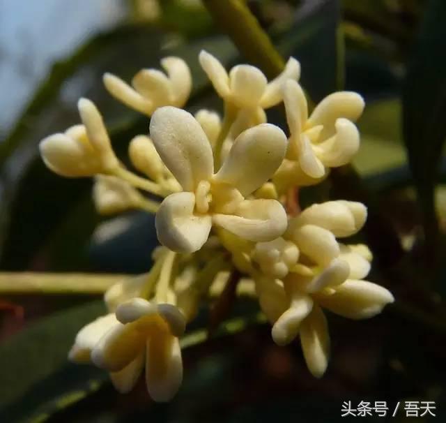 常见花卉盆栽图片大全及花名,常见园林花卉图片及名称简介