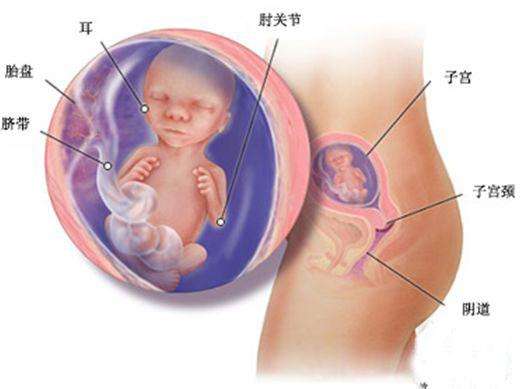怀孕篇丨孕中期多与腹中宝宝互动，做个快乐准妈妈