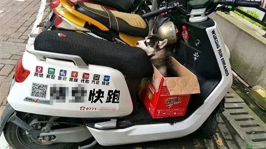 帮排队、带娃、遛狗，你以为只有这样？说说南宁跑腿人的那些秘事！