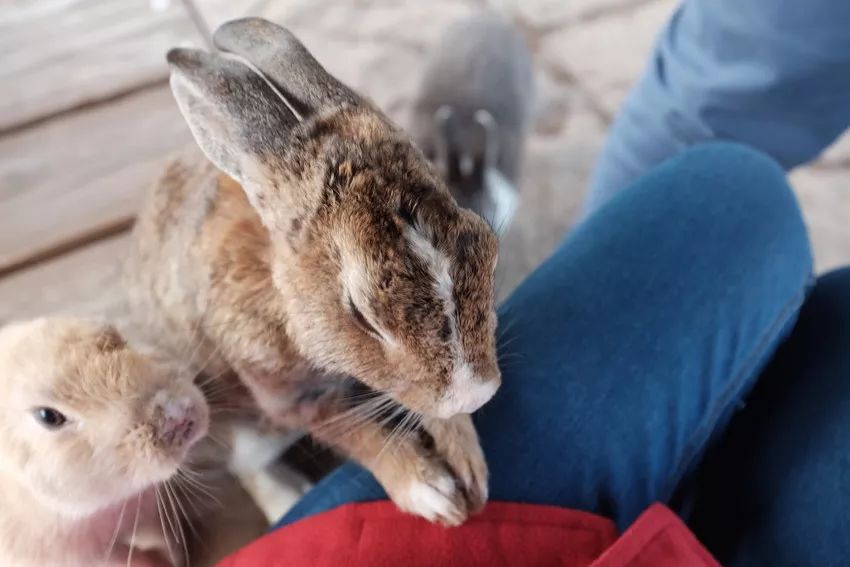 星球·探索｜日本十大萌宠大放送