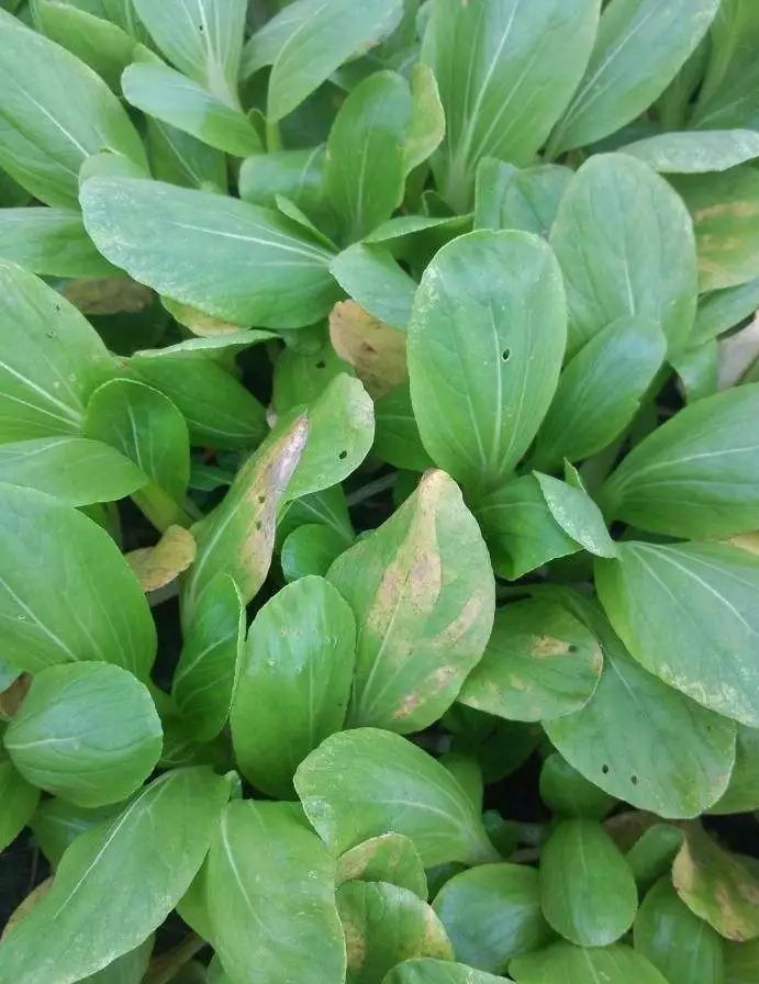 农作物灰霉病怎么防治,作物黑腐病