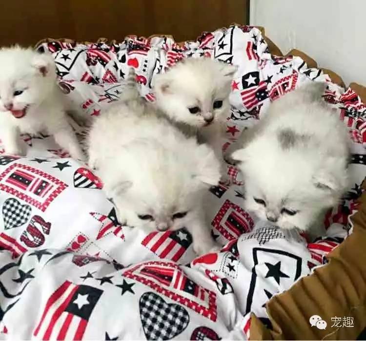 怎么解决猫咪眼睛流脓问题,猫咪经常流泪有眼屎怎么回事