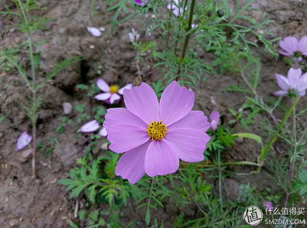 htcone和a9,htconea9和a9w