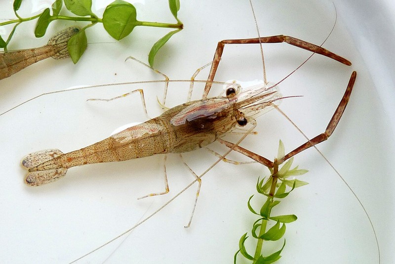 河虾怎么吃补气血,补肾食材虾