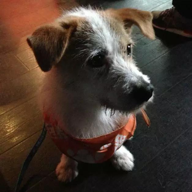 2021年上海领养狗狗,上海领养小动物的地方