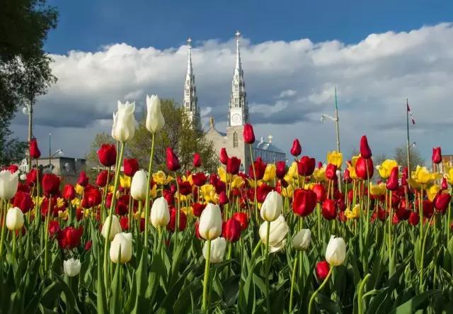 郁金香花节,全世界最大的郁金香