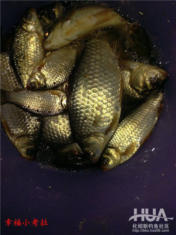 化氏速散颗粒适合用什么饵料钓,化氏不空军饵料和蓝鲫哪个好用