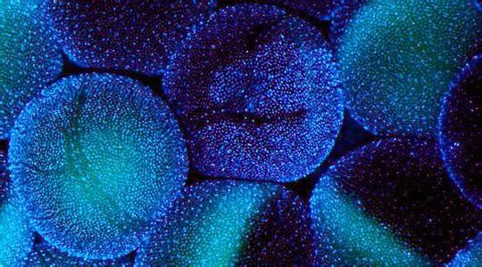 鏄ラ洦鍥介檯璺ㄥ鍖荤枟,鏄ラ洦鍥介檯绉诲姩鍖荤枟