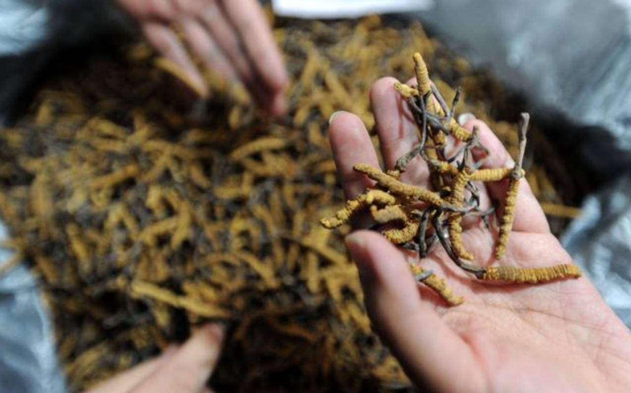 哪些中药材适合放冰箱里,冰箱里存放什么药材好些