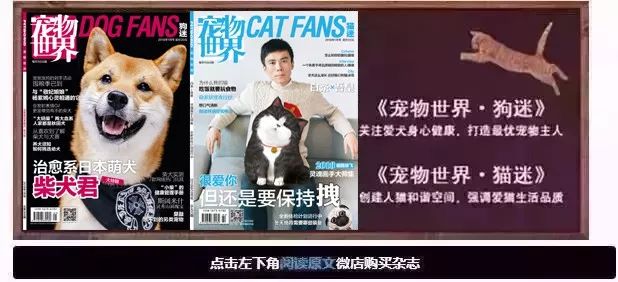 柴犬实测7款玩具：网络上的热门款玩具适合它玩耍吗？