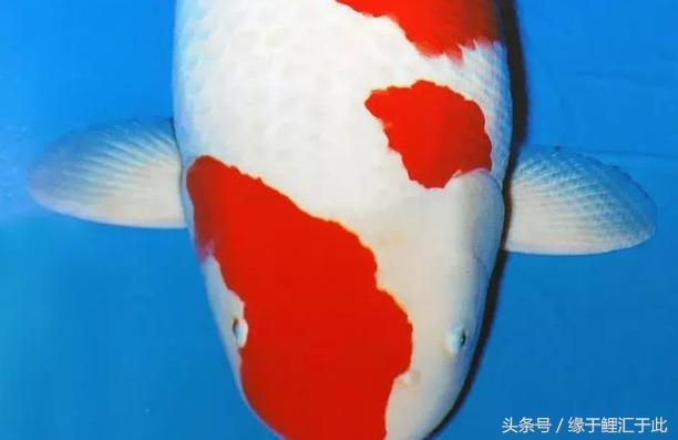 锦鲤的尾鳍什么样的好看呢视频,锦鲤为什么要看手鳍