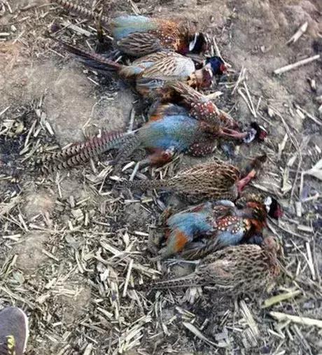 农村大爷养两只红腹锦鸡,农村大爷养五只羊