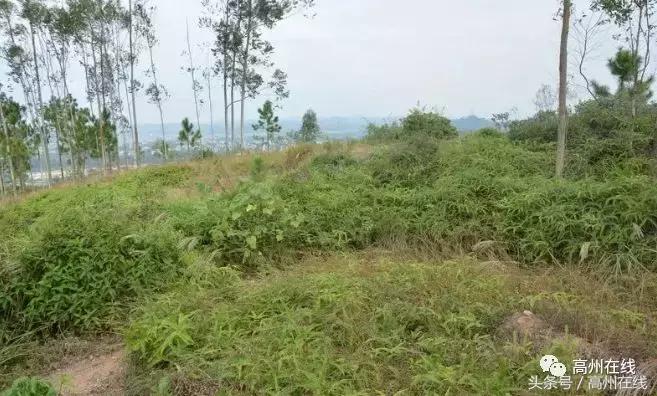 高州有哪些历史遗迹景点,高州建筑文物