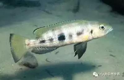 「鱼标本戏说非洲慈鲷」第二章:威严庄重的坦湖酋长——大型炮弹