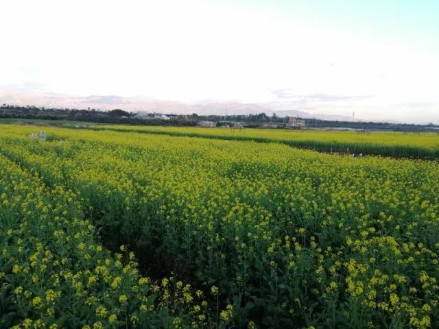 蒙自尼苏小镇有油菜花吗,蒙自尼苏小镇现在有花吗