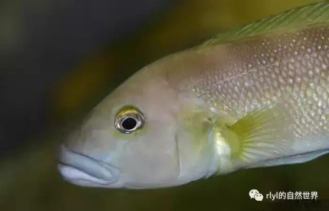 「鱼标本戏说非洲慈鲷」第二章:威严庄重的坦湖酋长——大型炮弹