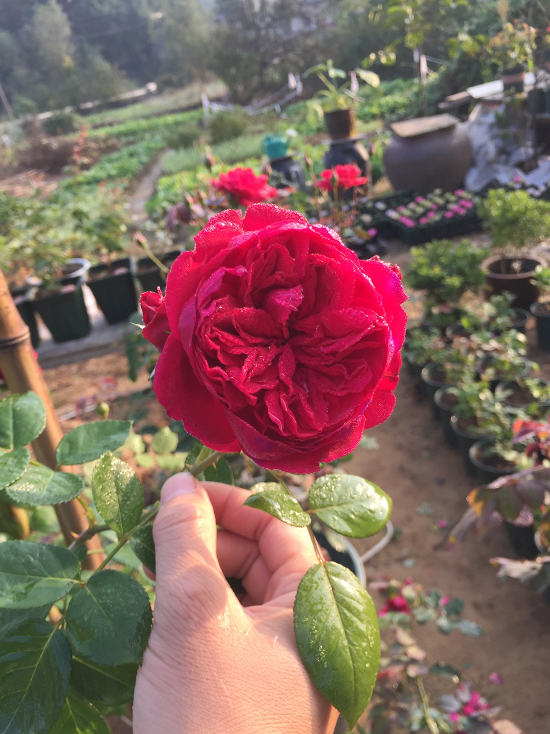 月季越冬的最佳方法,月季如何度夏养护和浇水