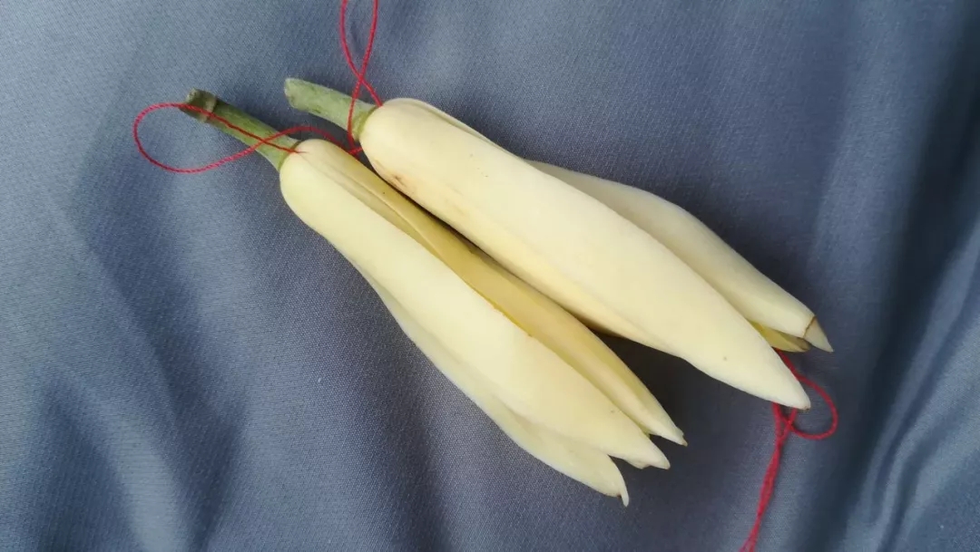 为什么黄角兰摘下来后继续盛开,永远盛开的洋甘菊