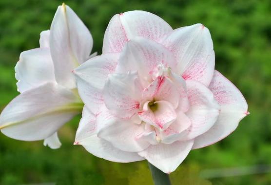 朱顶红怎么养才能又开花还生崽,朱顶红是群养好还是独立盆养好