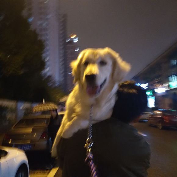 花了600买一只羊,花600买了只猫