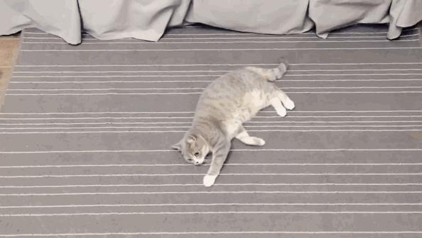 猫奴必做攻略,猫奴必看喵星人