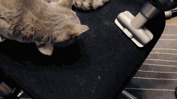 猫奴必做攻略,猫奴必看喵星人