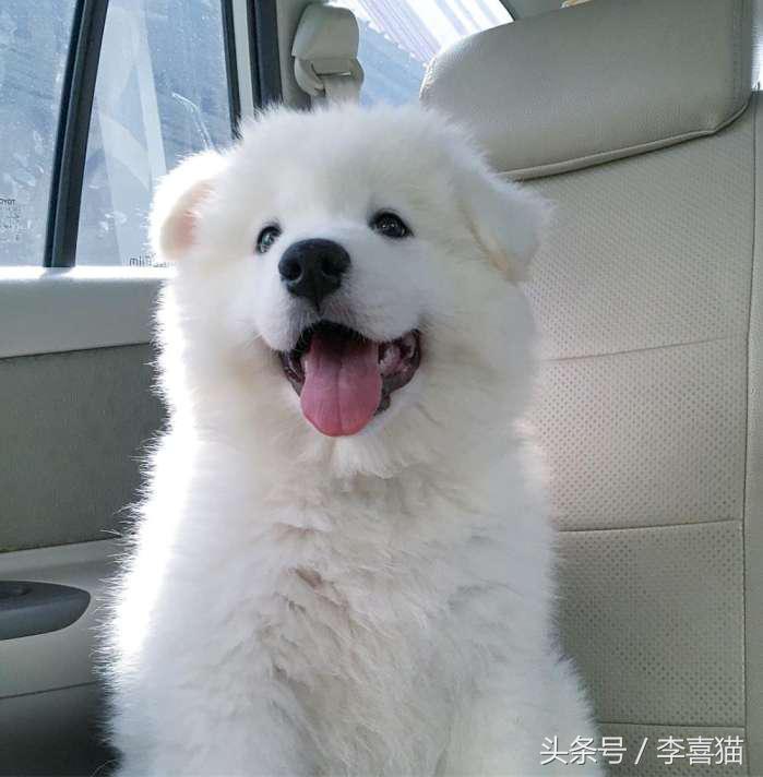 微笑天使萨摩耶，汪星人知名组合雪橇三傻中的一股清流！