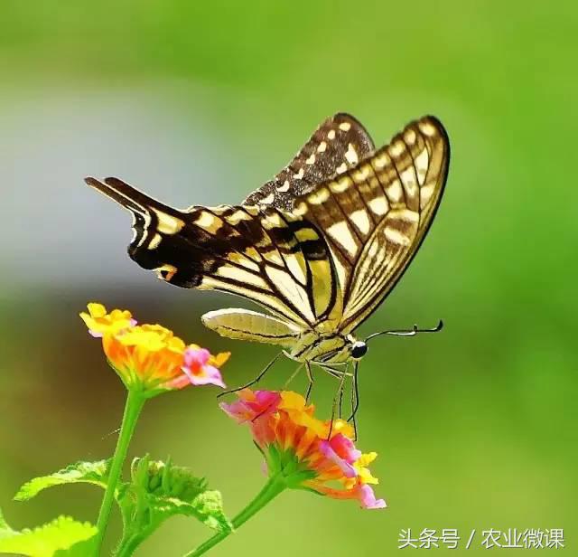 橘树生虫用什么药防治,八种害虫