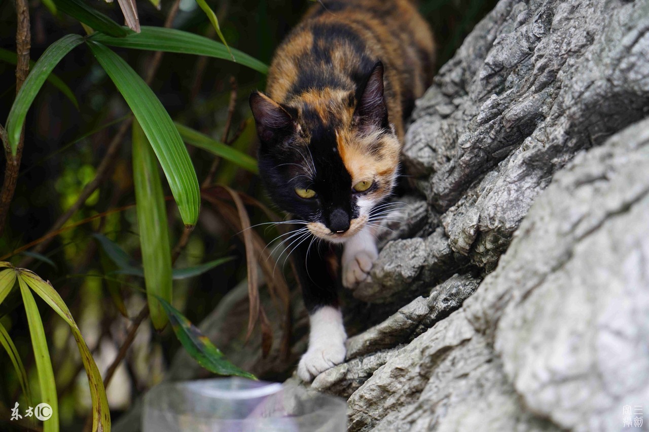 三花猫和玳瑁猫在猫界哪个更美,三花猫是什么动物