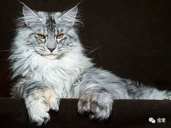 怎么选好的缅因猫,7000的缅因猫vs10000的缅因猫