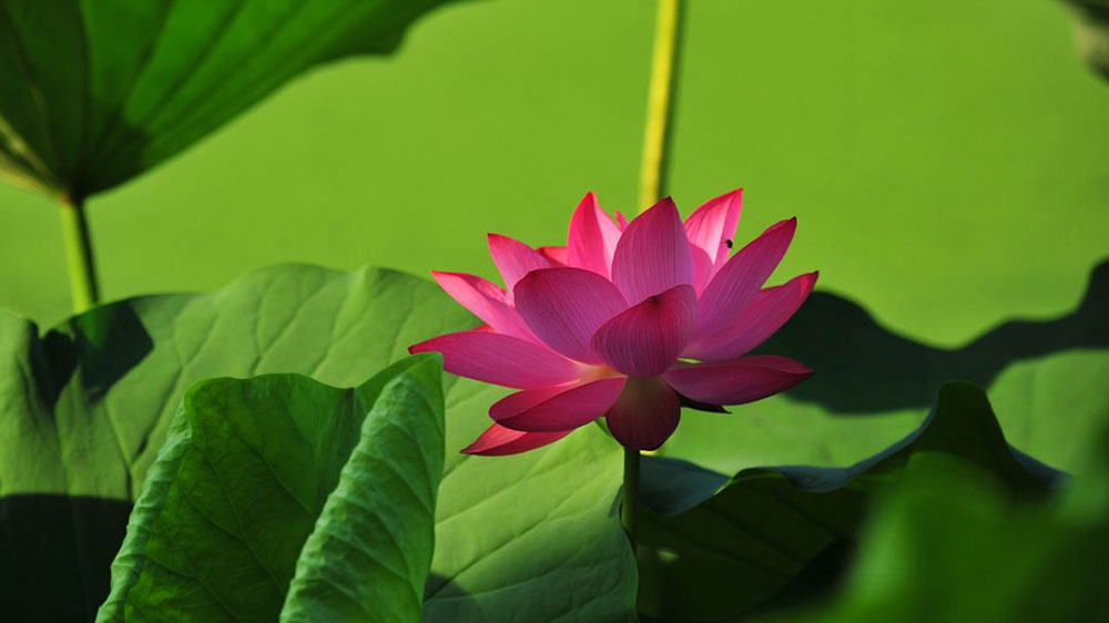 什么香去除老人房间味道,快速去除老人房间气味