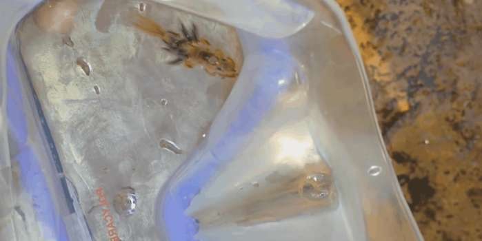 女子游泳发现水下有东西,女子在海边游泳发现不明生物