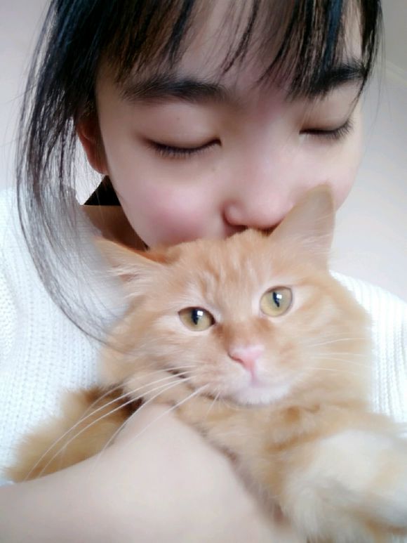 救助流浪猫导致感染猫瘟,救助猫瘟的猫咪