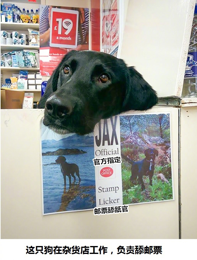 狗狗真好,情多话少——今天来吸吸狗吧~