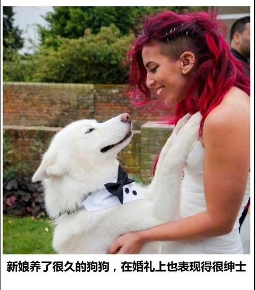 狗狗真好,情多话少——今天来吸吸狗吧~