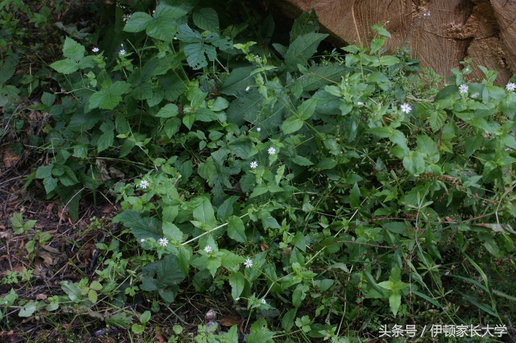 你家崽常带的葡萄干司康、南瓜百吉饼都是什么鬼？好吃吗？