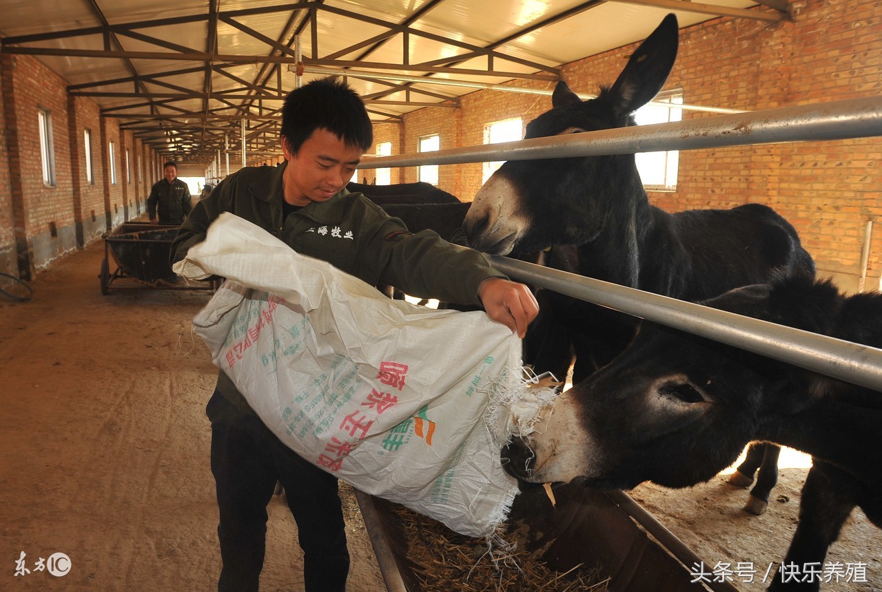 驴价多少可以养驴,养一头驴的成本与利润