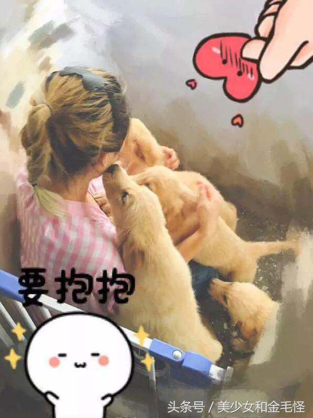 母犬需要注意的问题:难产,如何正确认识、预防和治疗难产呢?