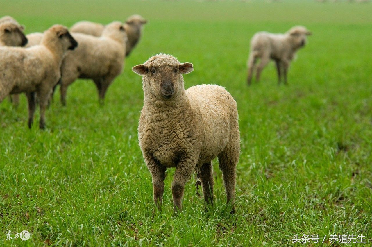 最新活羊价格,最新活羊价格是涨了还是跌了