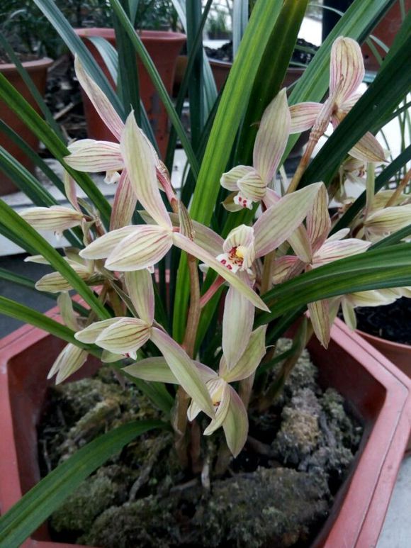 这五种花不能养,如何给兰花施肥的正确方法