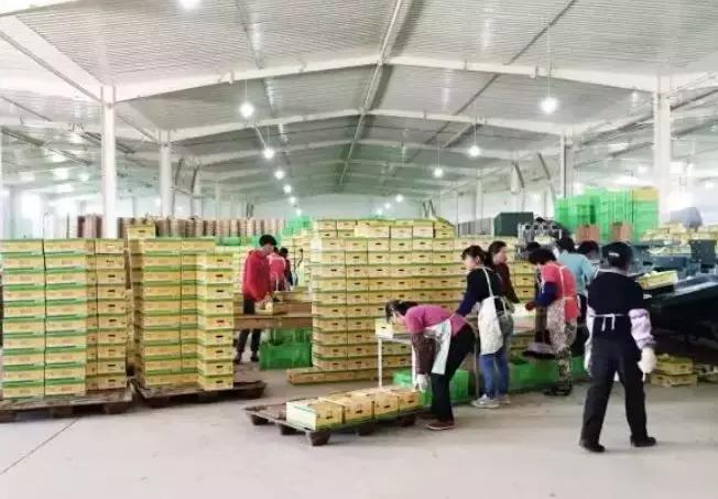 褚橙成功秘诀,褚橙一亩产多少