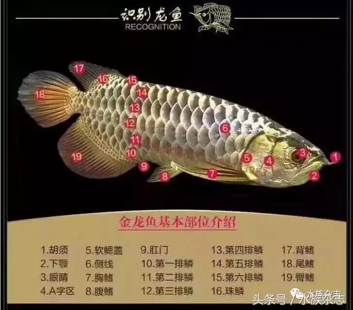 龙鱼入门百科图片,新手养龙鱼入门红龙